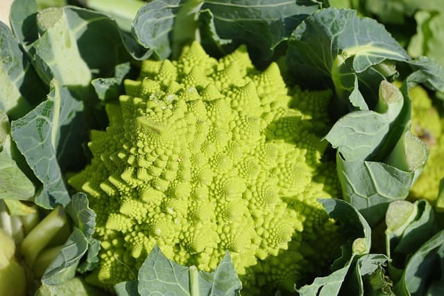 Romanesque Broccoli