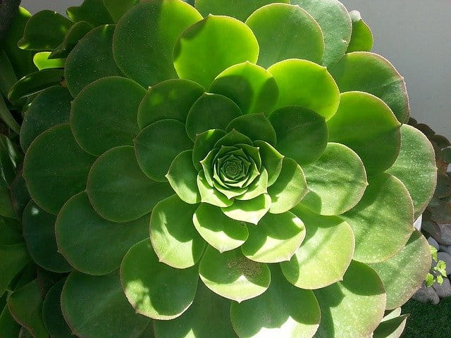 Succulent