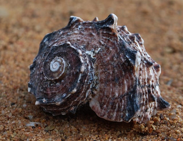 Shell with spiral